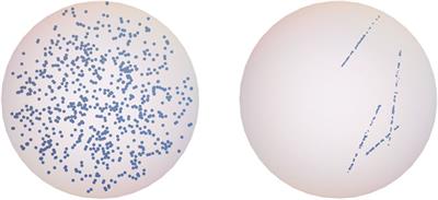 Monte Carlo Modeling of DNA Lesions and Chromosomal Aberrations Induced by Mixed Beams of Alpha Particles and X-Rays